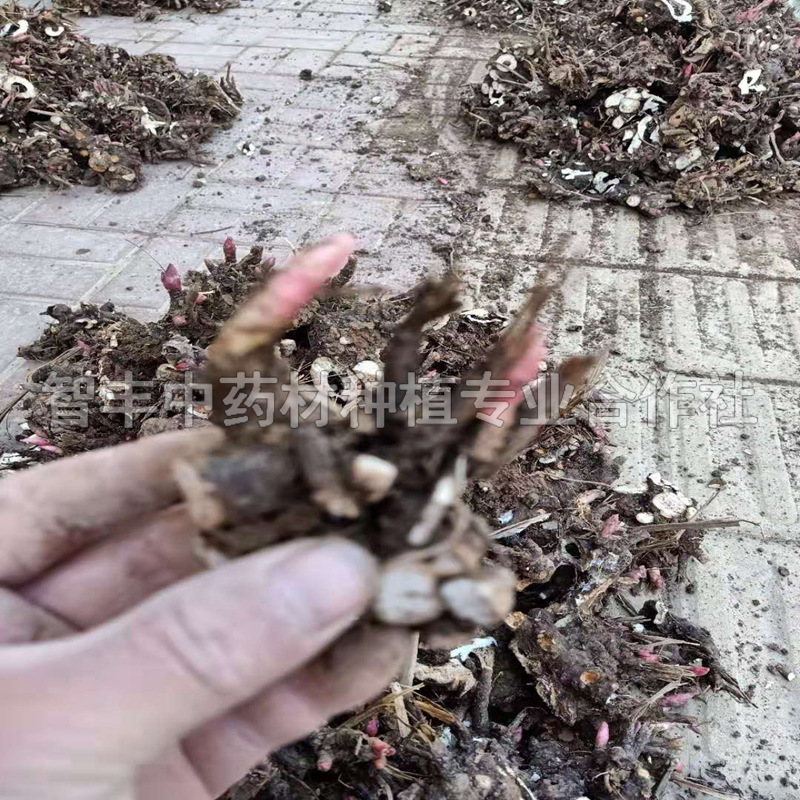 四平芍药芽的种植时间 生长速度快 智丰中药材种植 芍药苗的种植时间