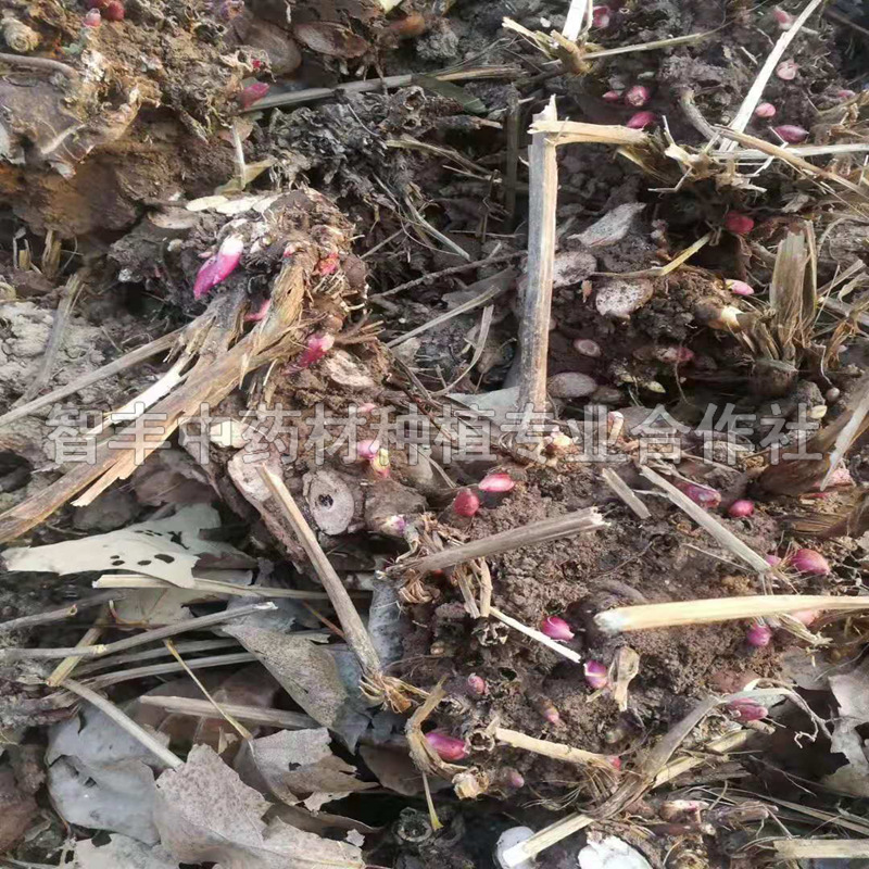 开封芍药观赏芽、芍药多少钱【智丰中药材种植专业合作社】