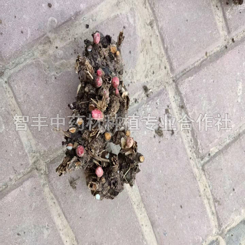 工厂价直销芍药苗新品种 价格低 智丰中药材种植 芍药种子的种植时间