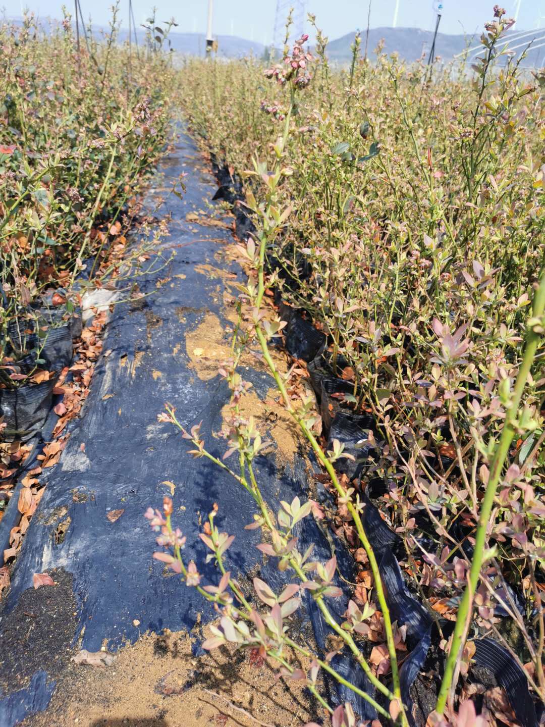 泰安蓝莓苗产地直供、价格、批发、供应商【泰安高新区北集坡诚萱园艺场】 蓝莓苗批发