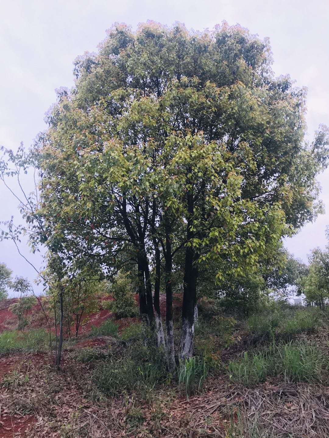 香樟湖南香樟基地 丛生香樟价格