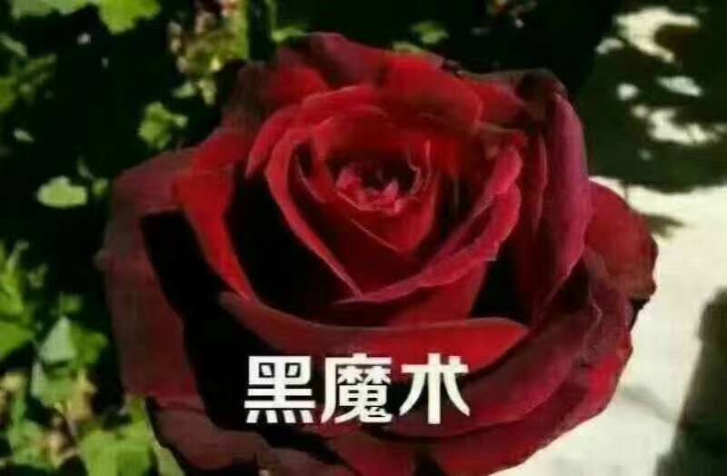 黑魔术玫瑰花厂家 黑魔术玫瑰花哪家好  云南黑魔术玫瑰花