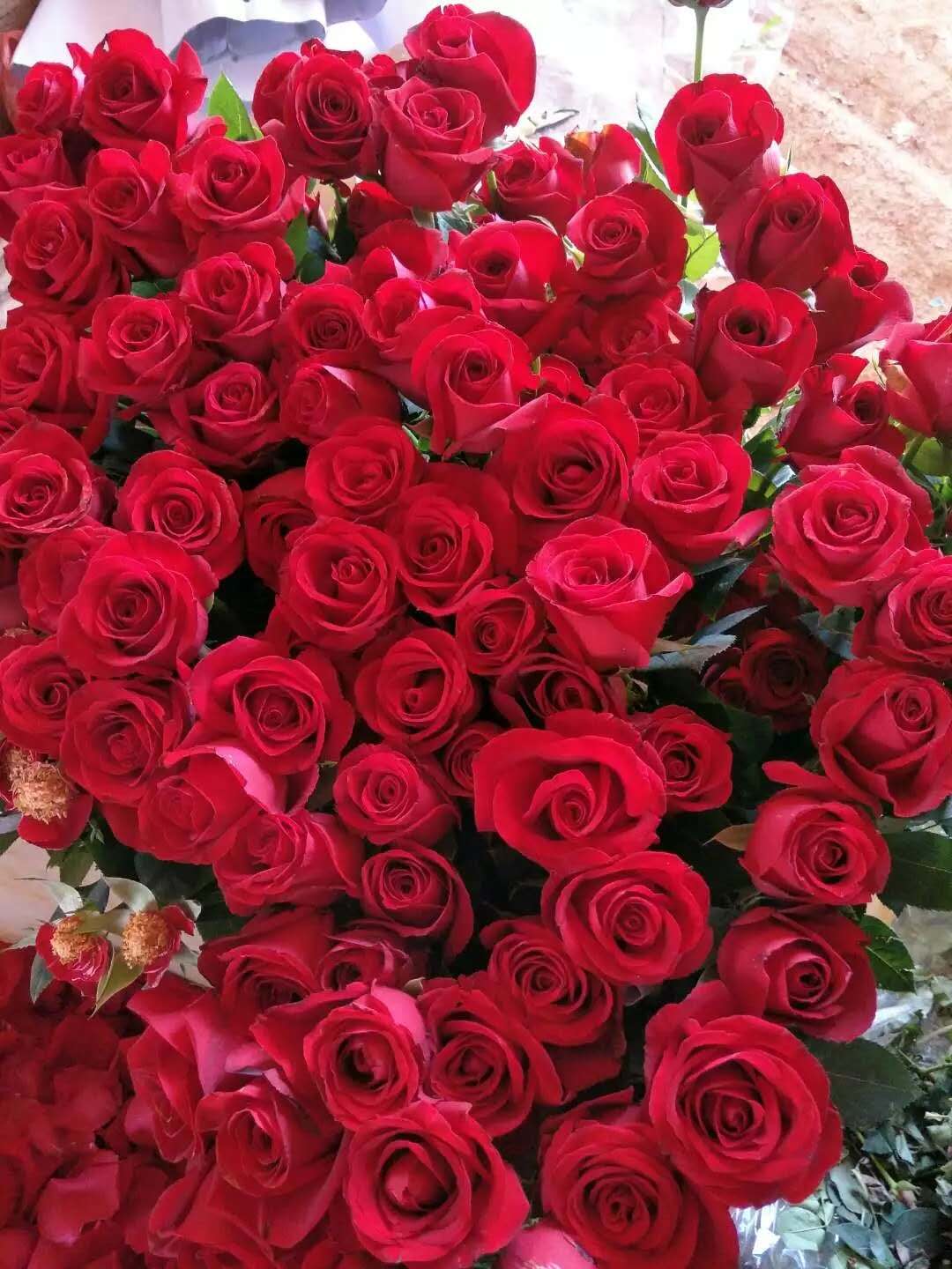 卡罗拉玫瑰苗供应商 卡罗拉玫瑰苗价格 云南卡罗拉玫瑰苗图片