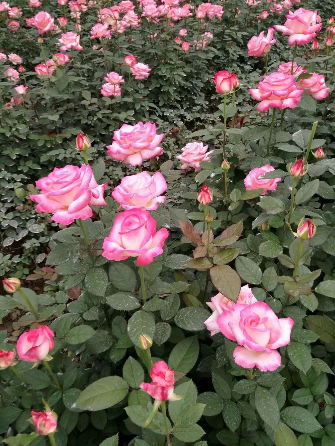 高原红玫瑰花厂家 高原红玫瑰花哪家好 云南高原红玫瑰花