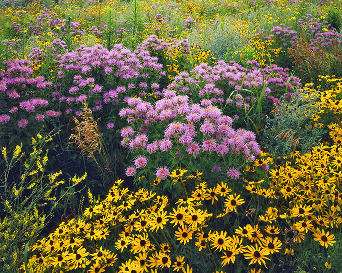 花卉种子庭院景区厂区图片