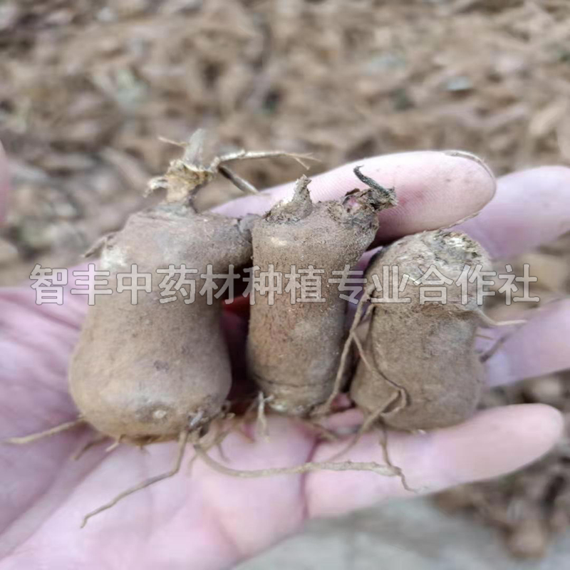 吉林白术种一亩需要投资多少钱、白术的收入情况【智丰中药材种植专业合作社】