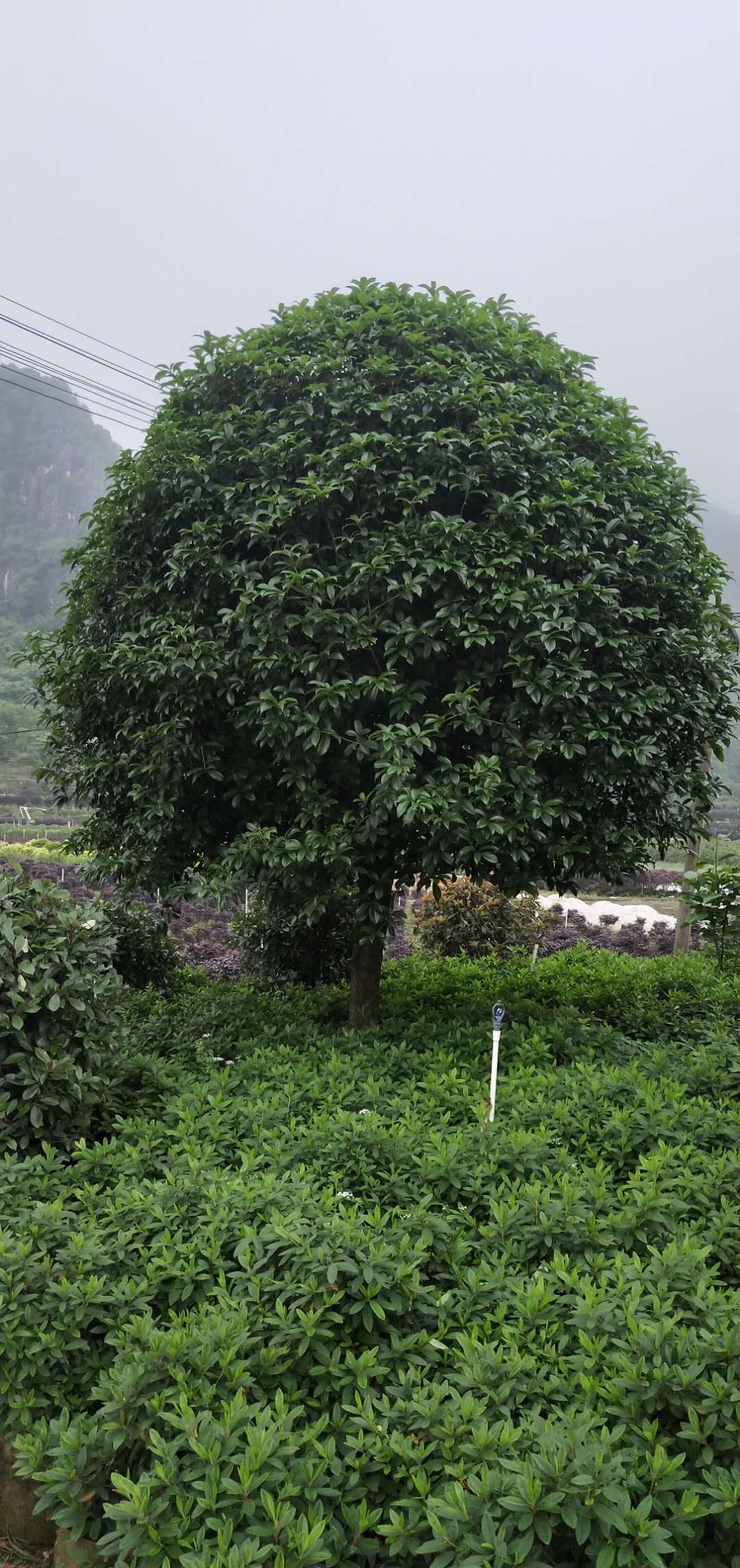 广西15公分桂花树价格_桂花树种植基地 15公分 冠副320（阳朔县龙盛花木场）