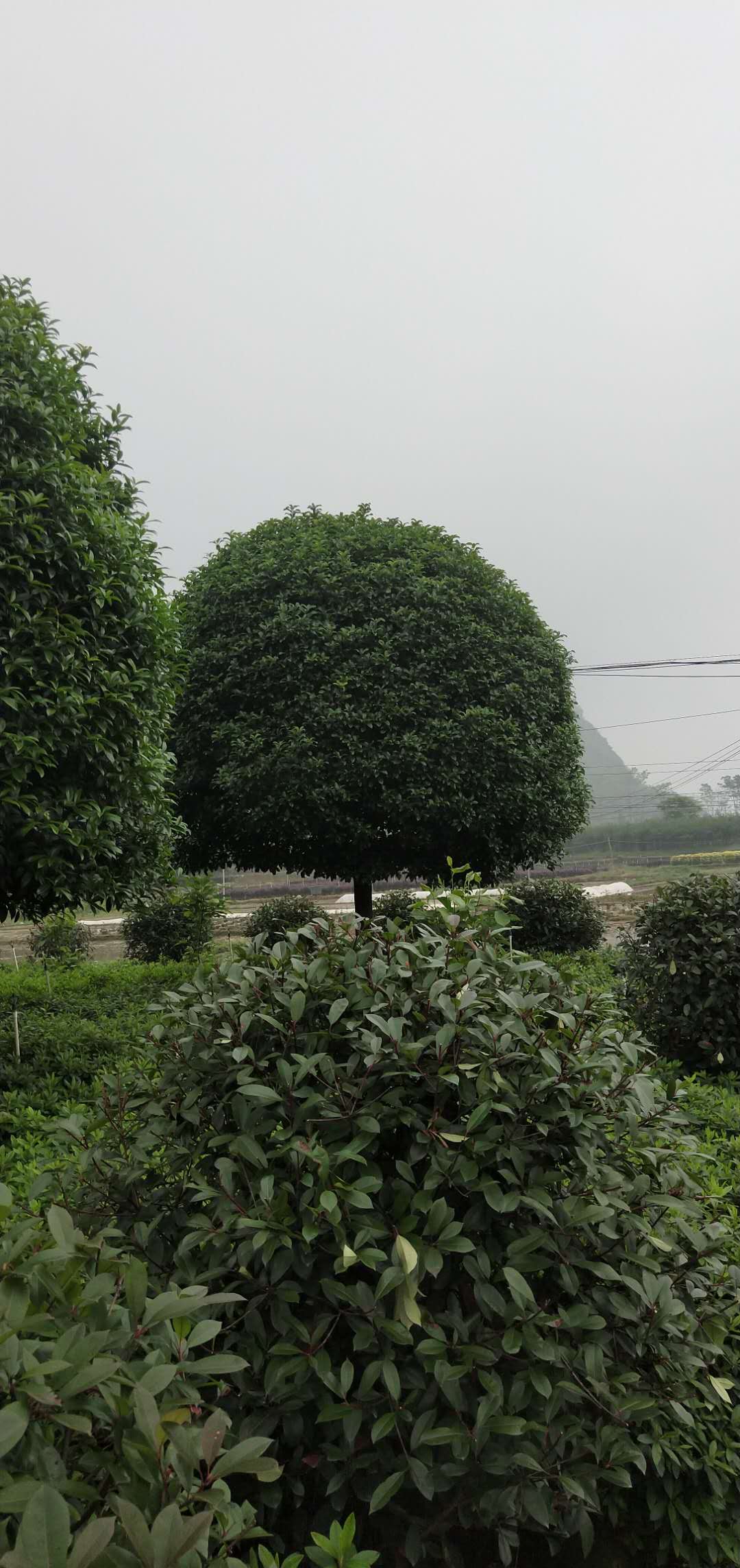 广西15公分桂花树价格_桂花树种植基地 15公分 冠副320（阳朔县龙盛花木场）