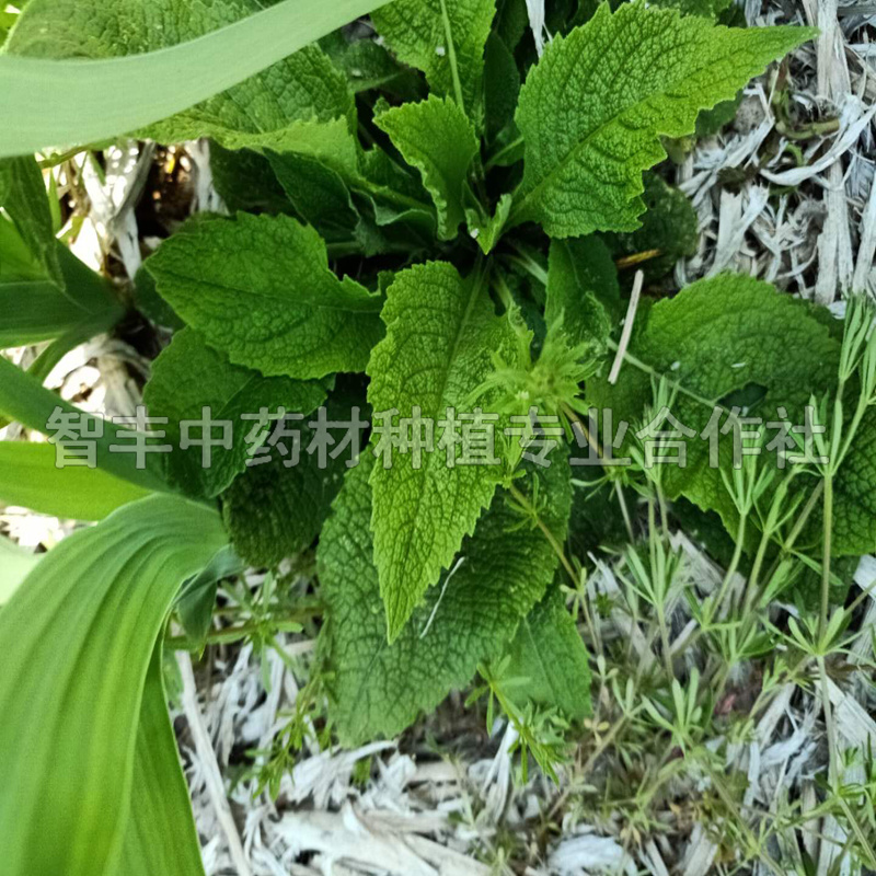 慈溪地黄种子亩效益分析、种植前景广阔、的主要产地是哪里【智丰中药材种植专业合作社】