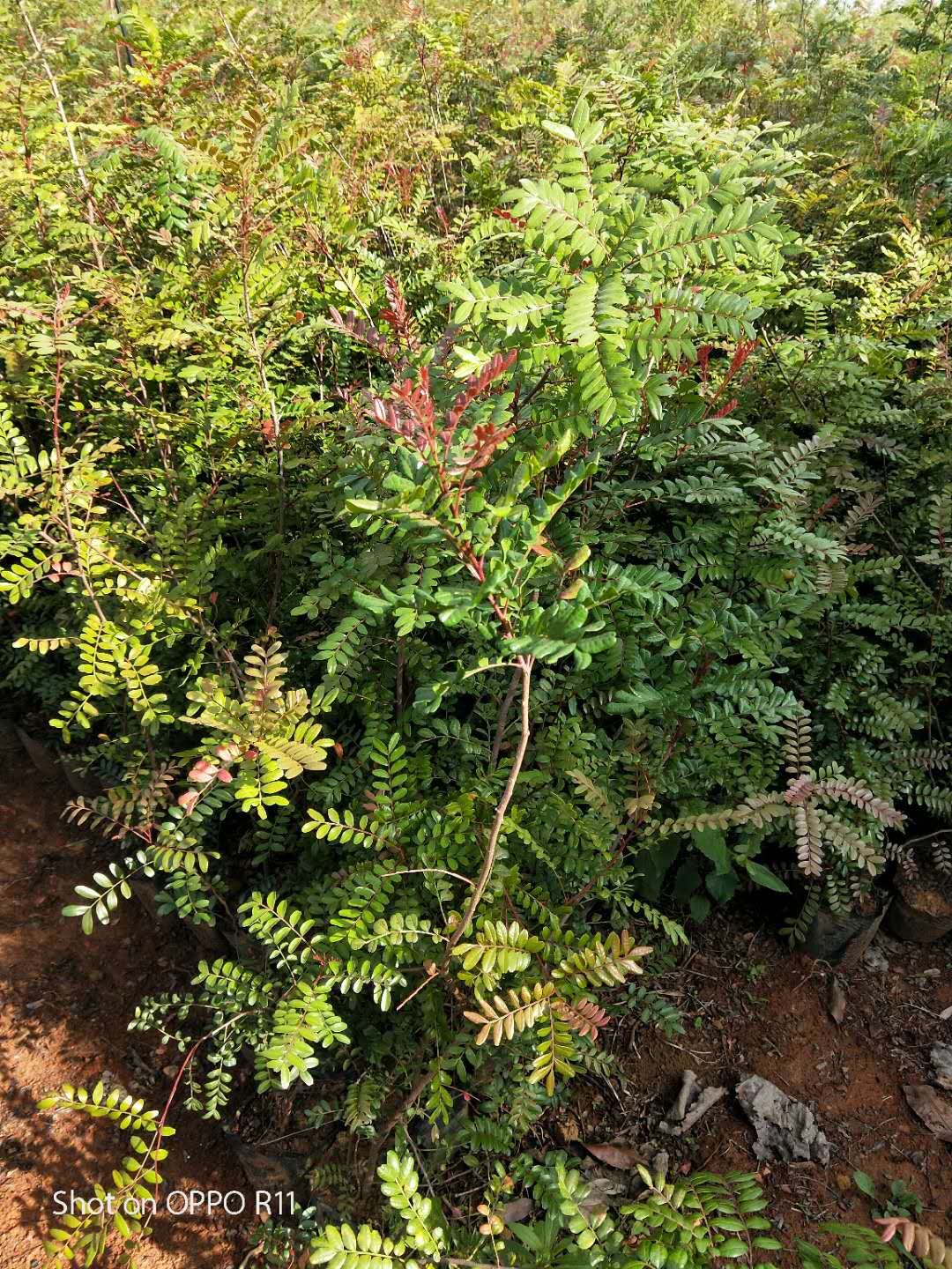 云南清香木产地种植批发直销多少钱哪家好