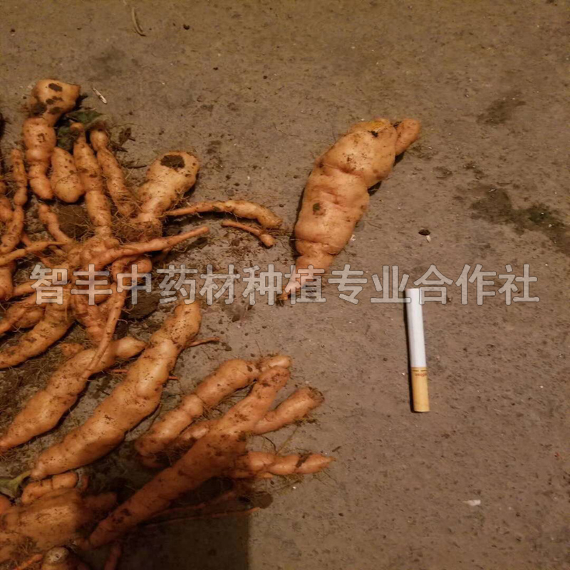 慈溪地黄种子批发