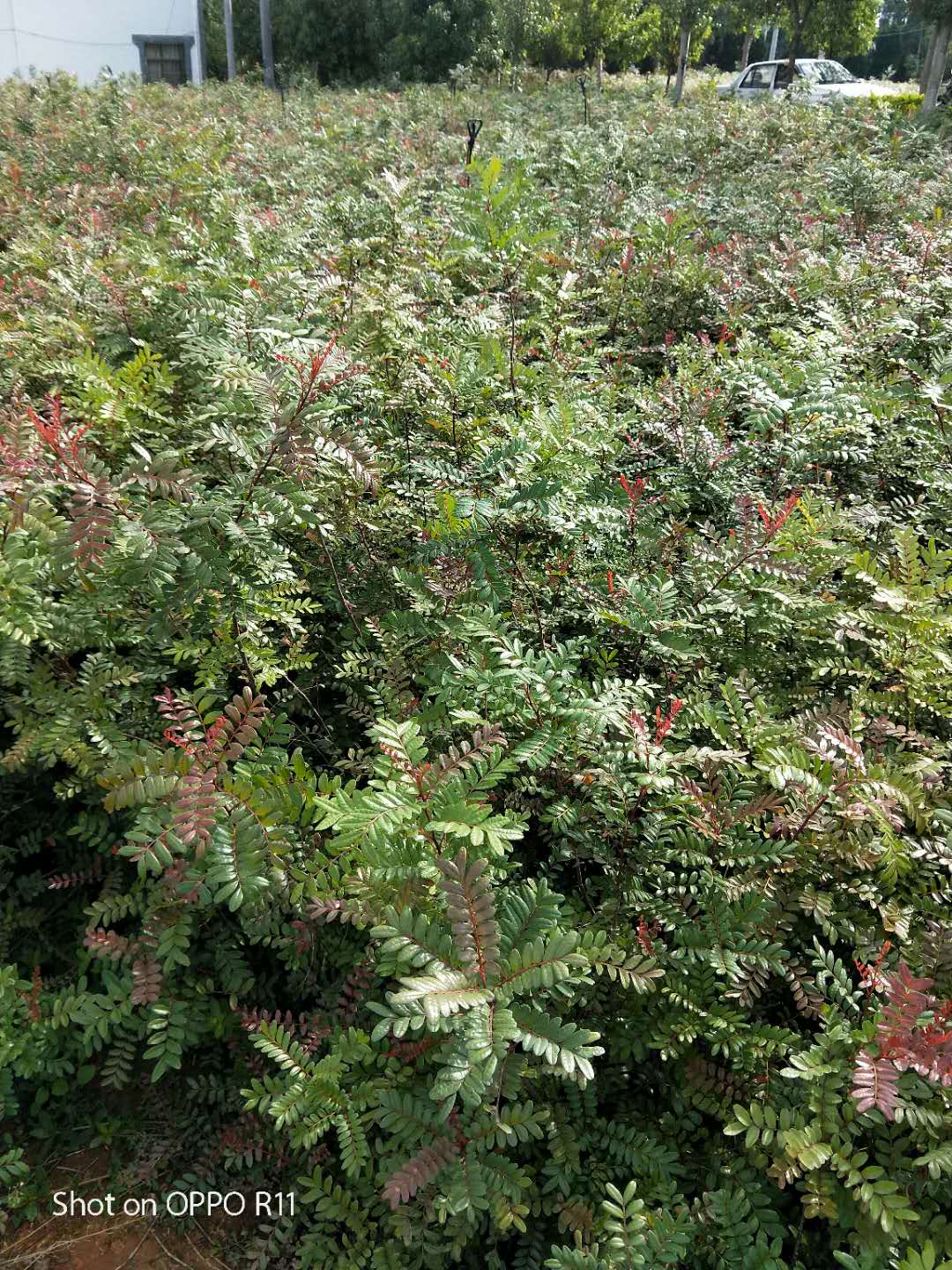 清香木产地云南清香木产地种植批发直销多少钱哪家好