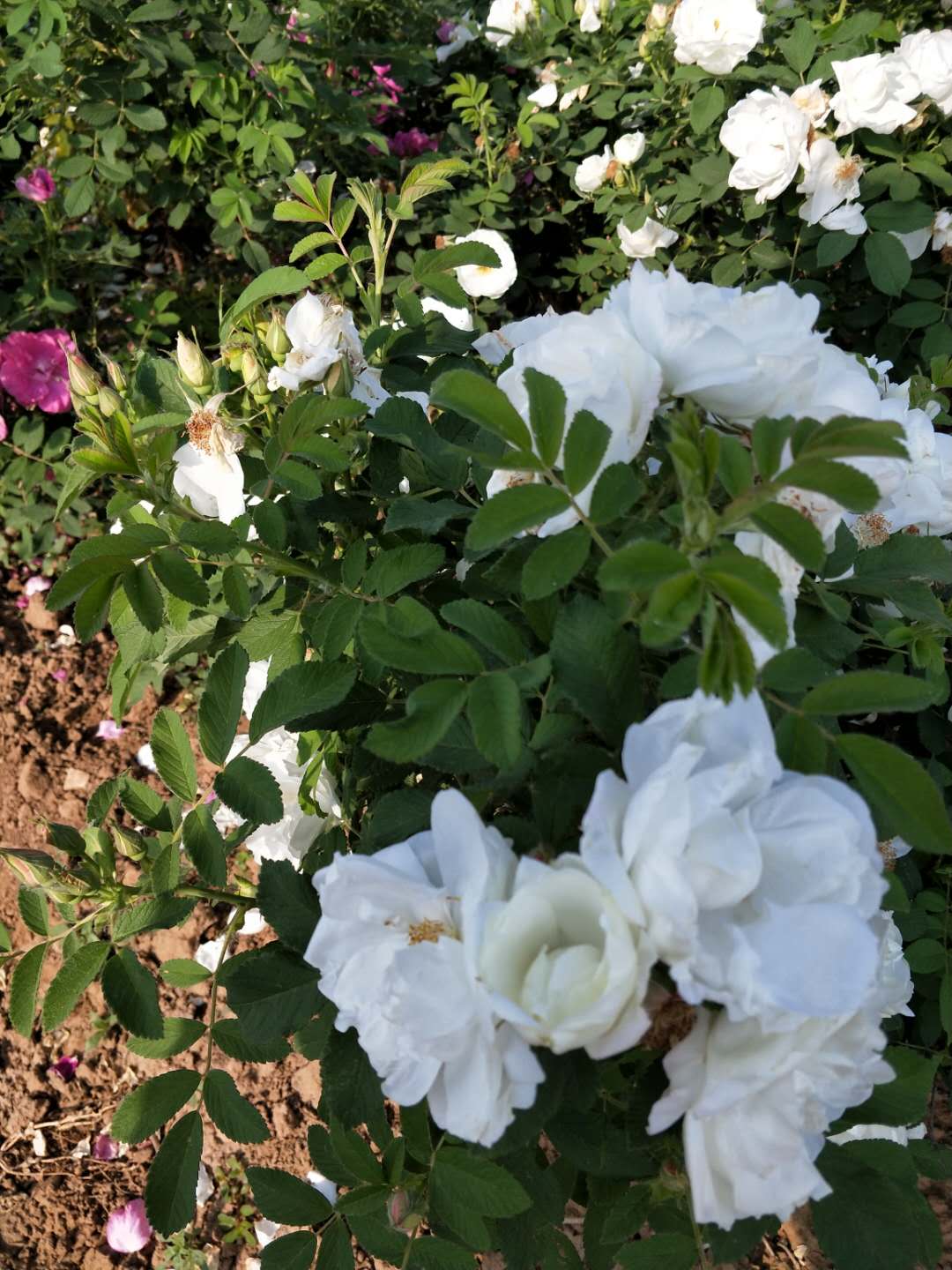 白色重瓣玫瑰苗 山东白色玫瑰种苗批发商 大量供应白色玫瑰苗图片