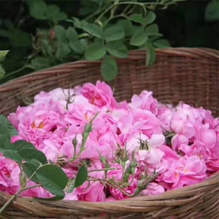 大马士革玫瑰苗 专业种植食用玫瑰种苗 玫瑰花种苗 大马士革玫瑰花苗基地直供