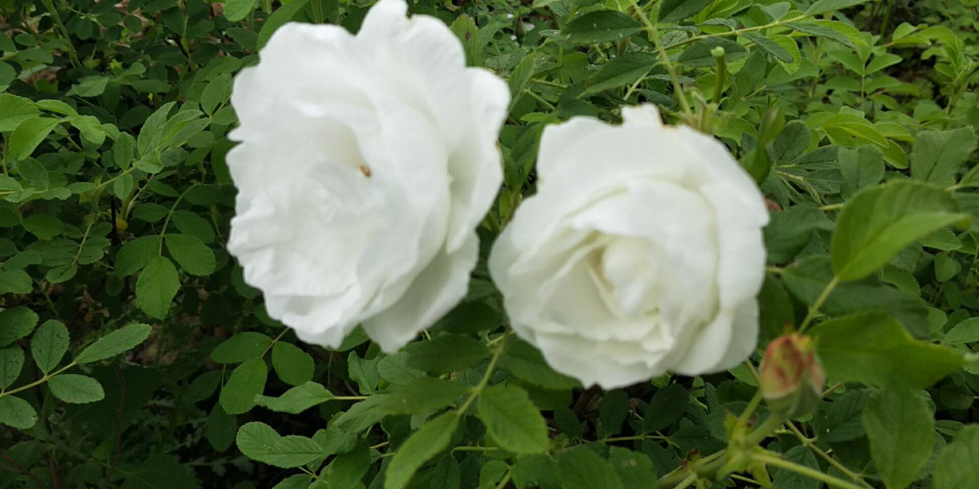 白色玫瑰苗白色玫瑰苗 山东白色玫瑰苗批发商 大量种植供应玫瑰花幼苗 玫瑰花小苗  白色重瓣玫瑰苗