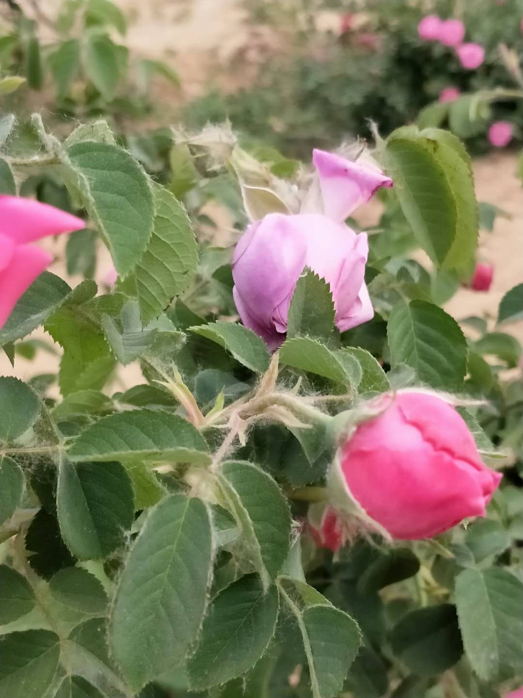 法国千叶玫瑰苗 专业种植千叶玫瑰苗 食用玫瑰两年苗基地直供图片