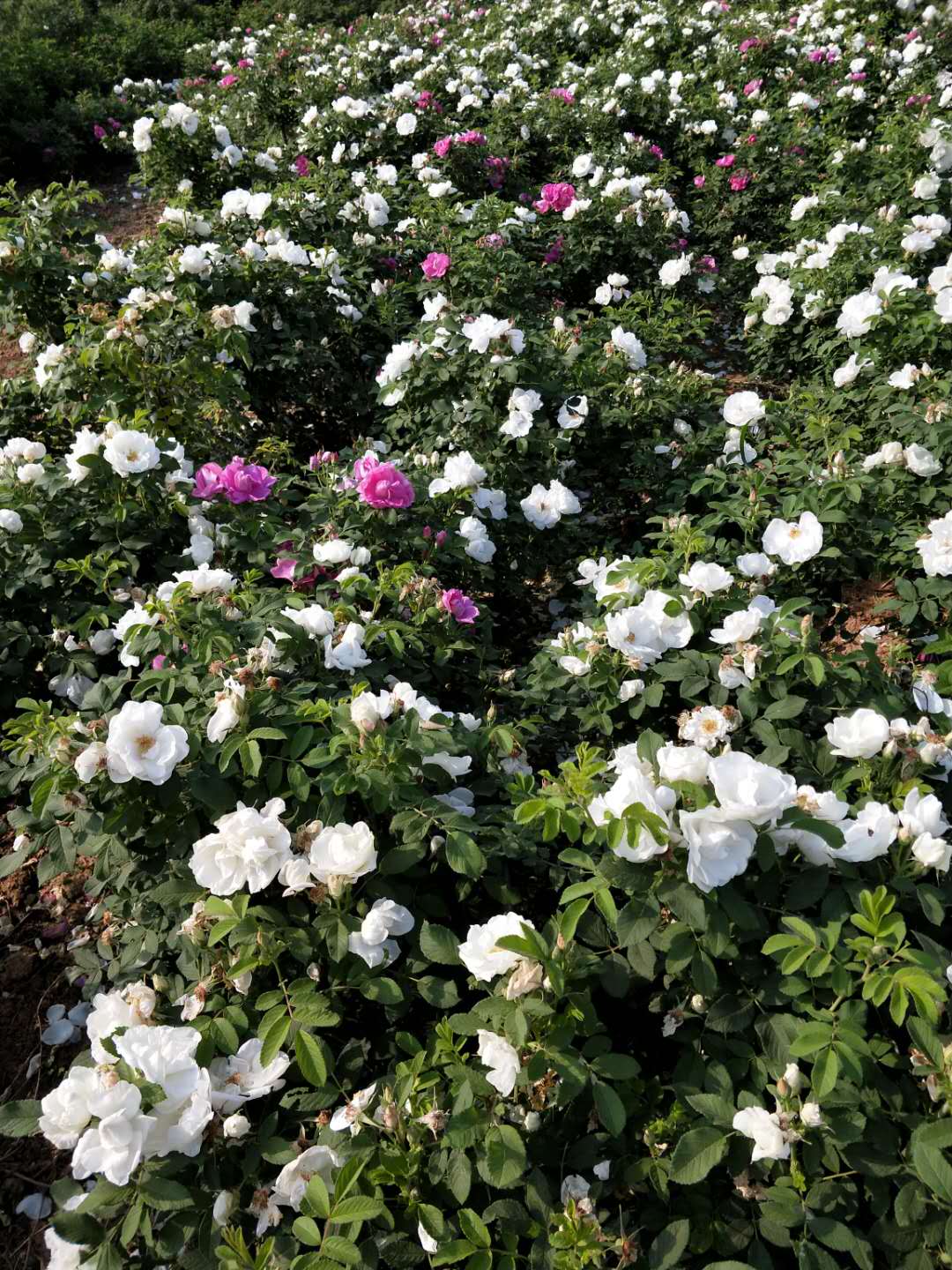 济南市白玫瑰小苗厂家白色玫瑰苗种植基地 大量种植供应玫瑰花幼苗 白色重瓣玫瑰苗  白玫瑰小苗