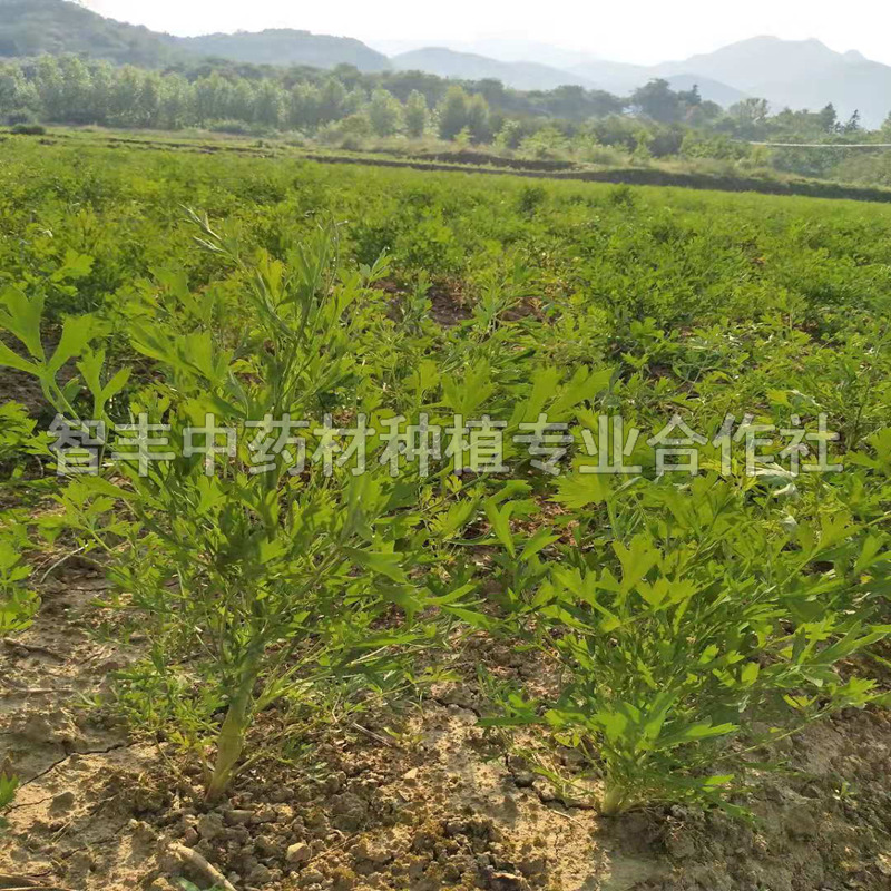 呼和浩特防风种苗生地种苗种植密度、包种植技术、种子的发芽率【智丰中药材种植专业合作社】