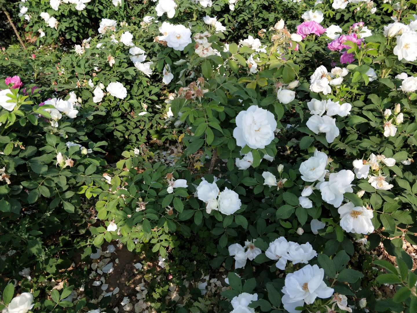 济南市白色重瓣玫瑰苗厂家白色重瓣玫瑰苗 山东白色玫瑰种苗批发商 大量供应白色玫瑰苗