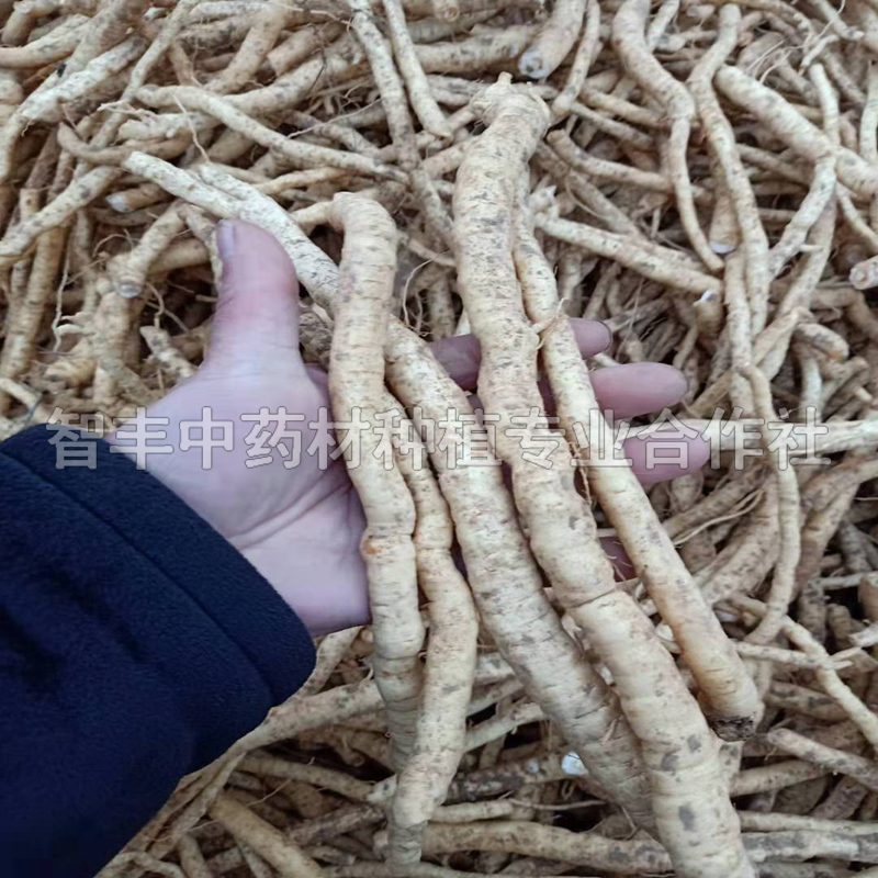 大同防风种子改良种苗价格、质量好、种植的株行距【智丰中药材种植专业合作社】图片