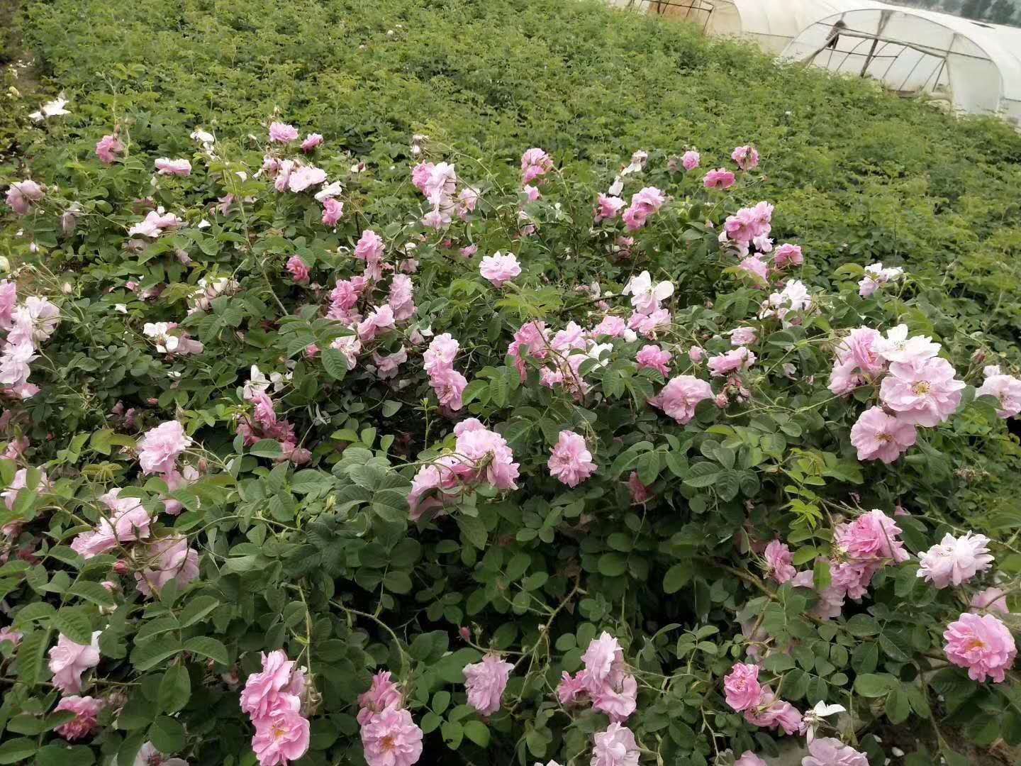 2020年大马士革营养钵苗预定中 专业种植食用玫瑰种苗 玫瑰花种苗 大马士革玫瑰花苗基地直供图片