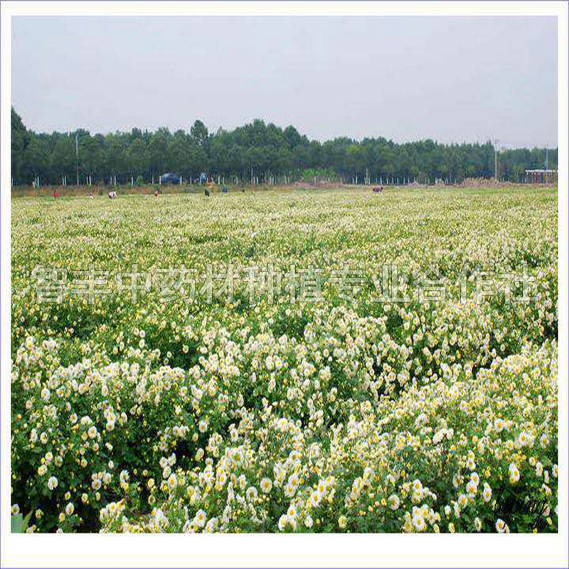 合肥亳菊种苗主要产地是哪里、适应东北种植、适应种植地区【智丰中药材种植专业合作社】
