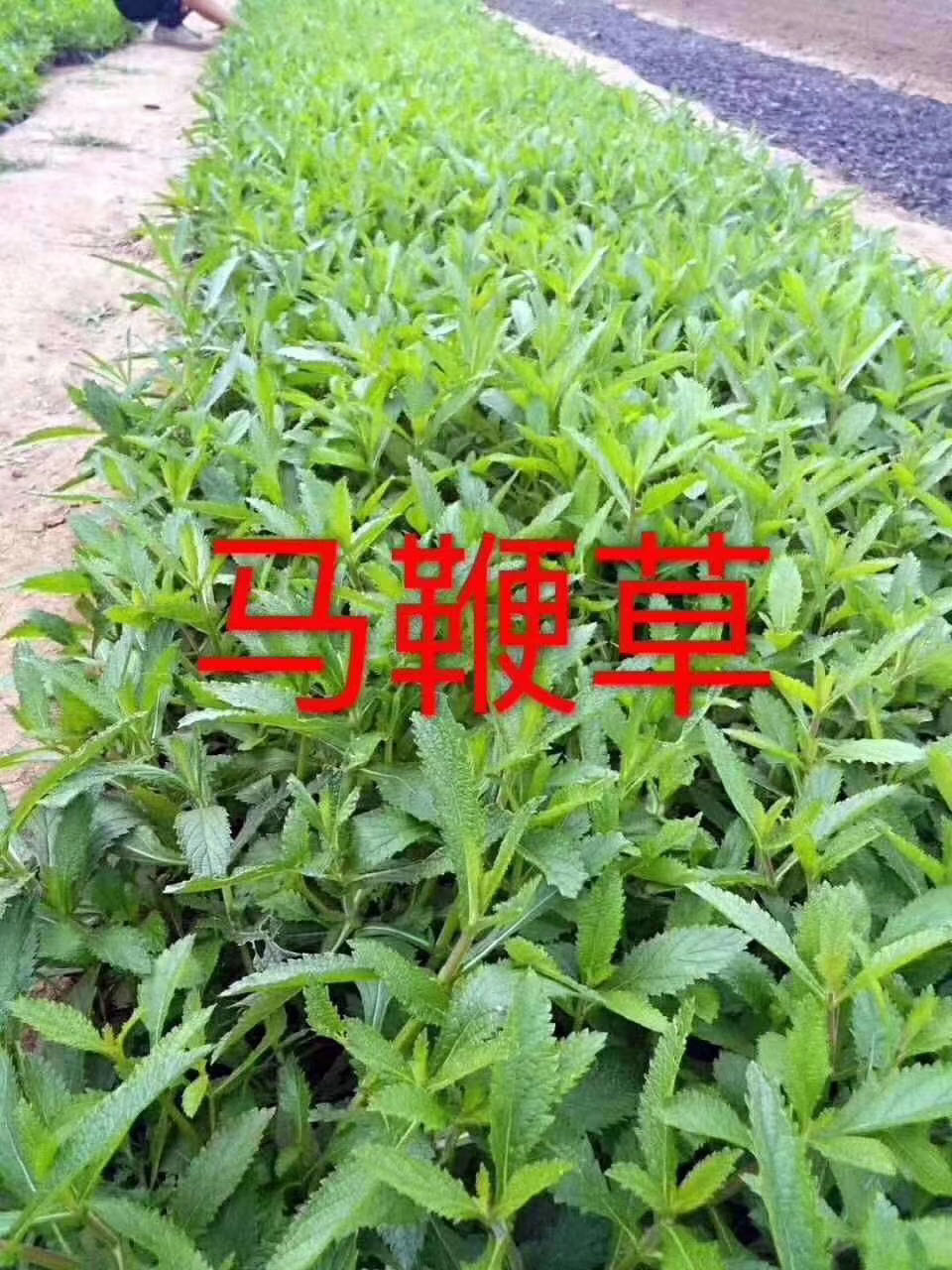 青州马鞭草苗木批发价-供应商-批发价-哪里有-多少钱