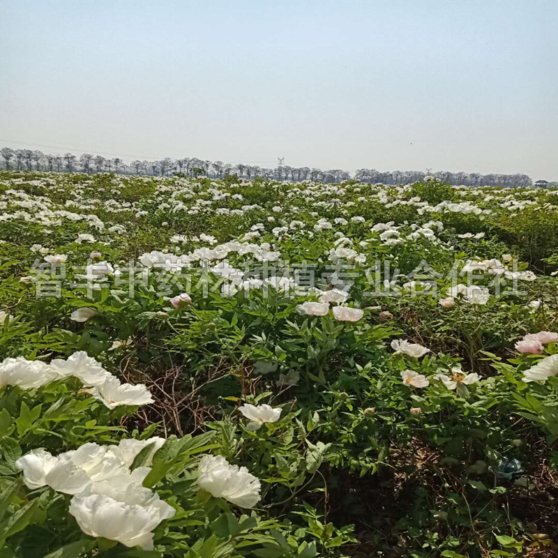 福安榨油牡丹种苗批发、产地、苗哪家便宜【智丰中药材种植专业合作社】图片