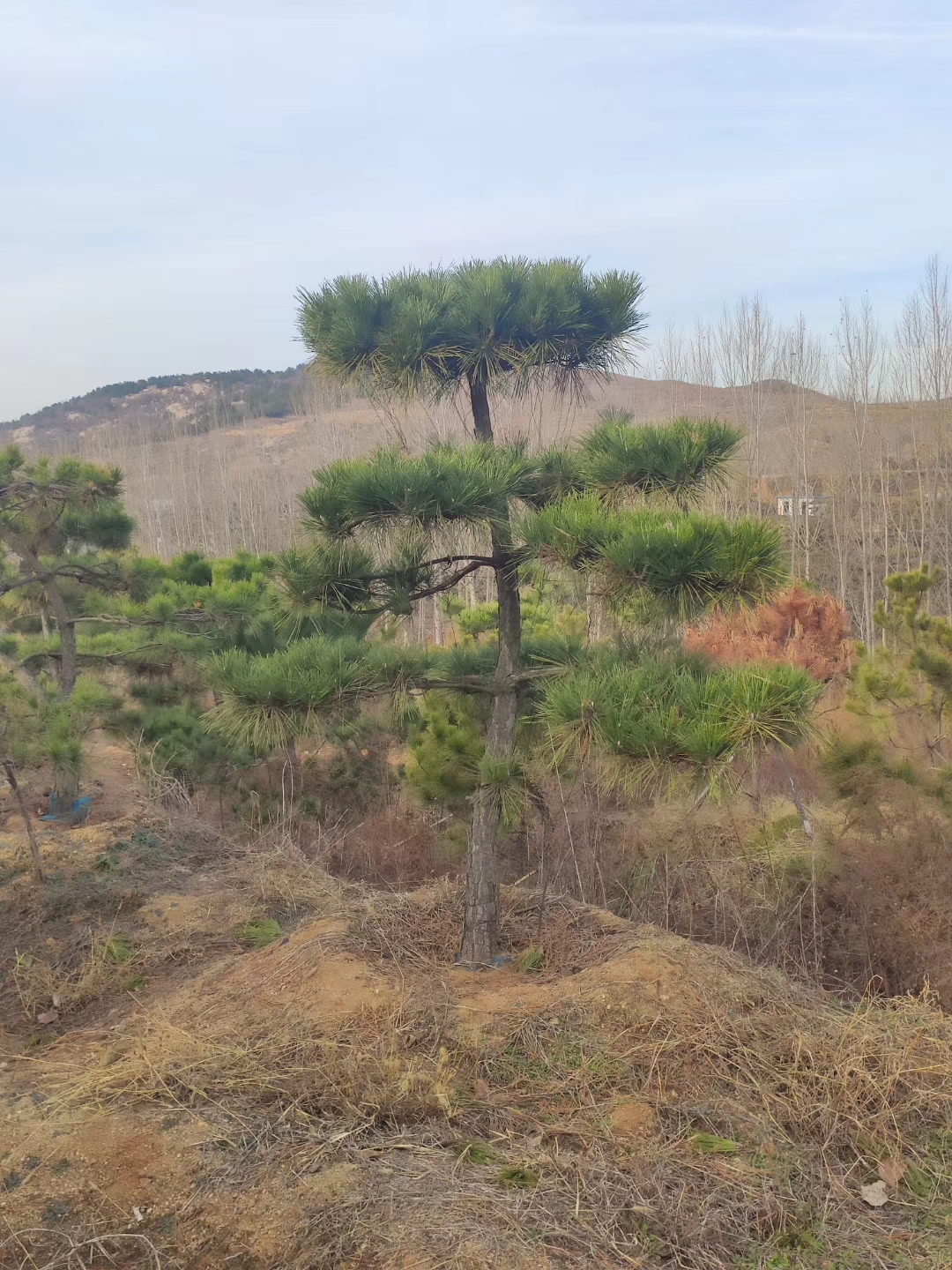 莱芜市造型平顶松厂家山东造型平顶松基地供应