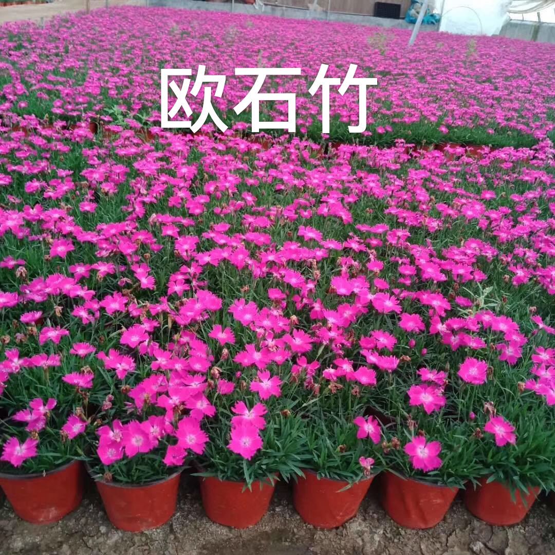 山东潍坊青州欧石竹种植基地批发