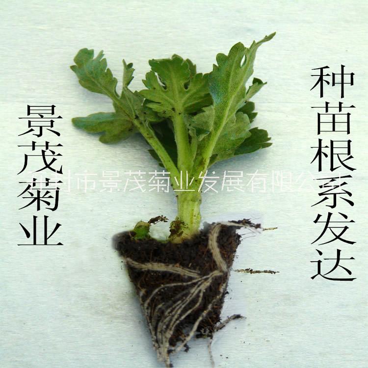 菊花苗图片