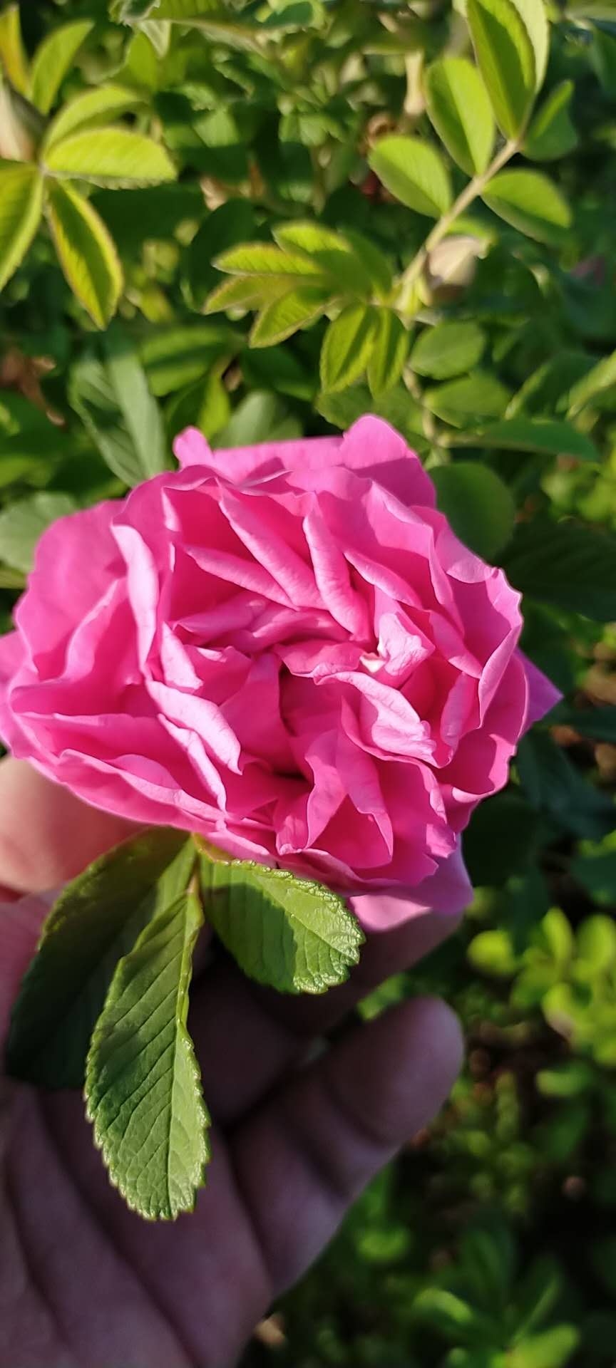 山东玫瑰花苗批发商 大量种植四季常开玫瑰月季花苗 四季玫瑰苗图片