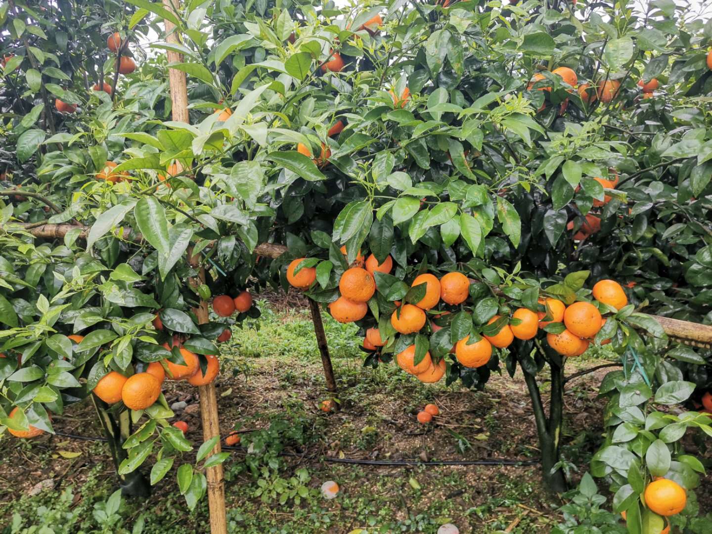 河北砂糖橘、桔子蜜桔、新鲜橘子、当季水果蜜橘脆甜薄皮柑橘10斤现摘沙糖桔【13347557997】