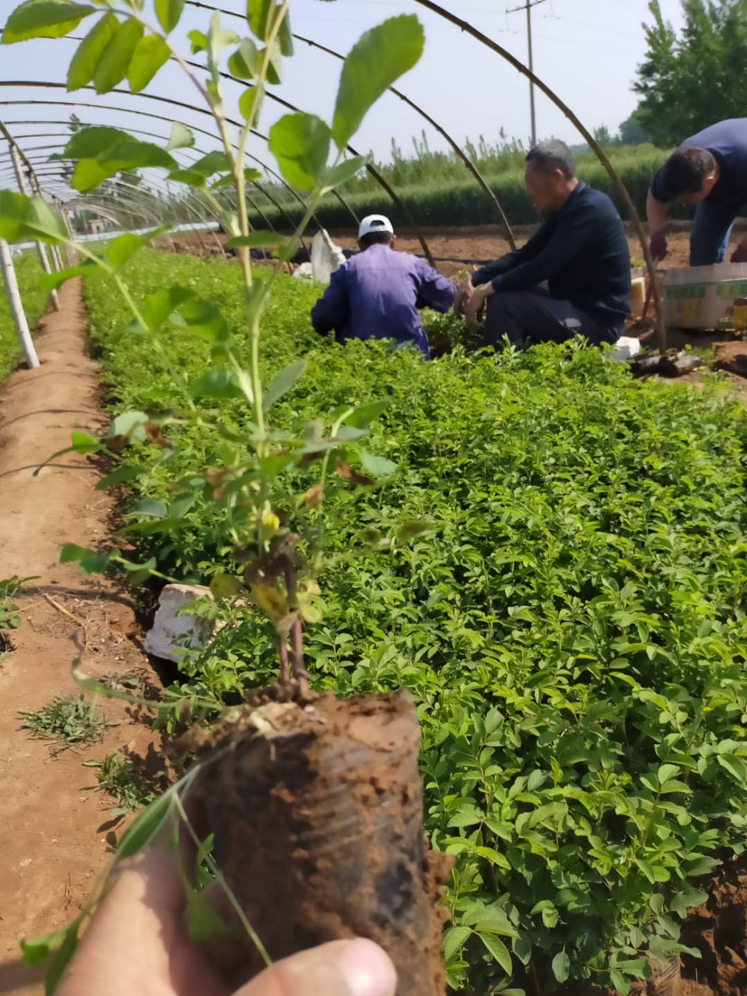 山东玫瑰花苗批发商 大量种植 四季常开玫瑰月季花苗 四季玫瑰苗 紫枝玫瑰苗 山东哪里有四季玫瑰苗卖？