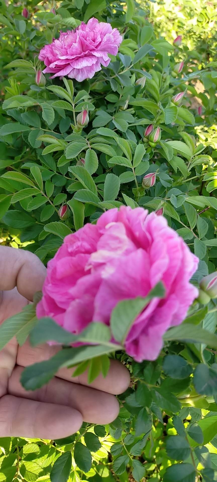 济南市紫枝玫瑰苗出售厂家