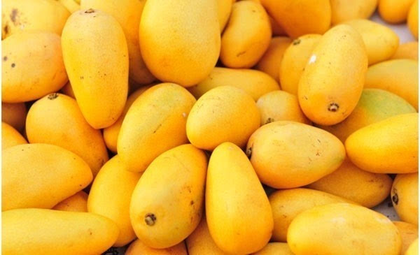 芒果基地直卖批发价、河南大量供应芒果供应商