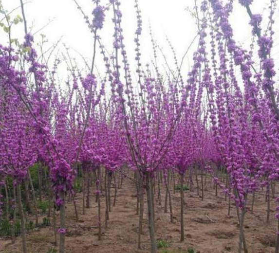 揭阳市红花紫荆小苗厂家