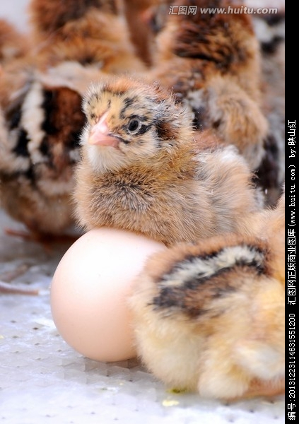 巴南区生态土鸡养殖场直销各类鸡苗量大优惠送货到家图片