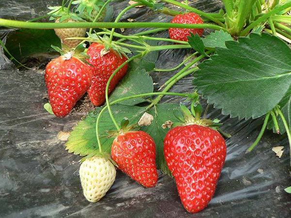 山东泰安草莓苗种植基地-批发多少钱-全国销售【泰安开发区博远园艺场】