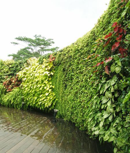室外植物墙施工 室外植物墙供应商 广东室外植物墙