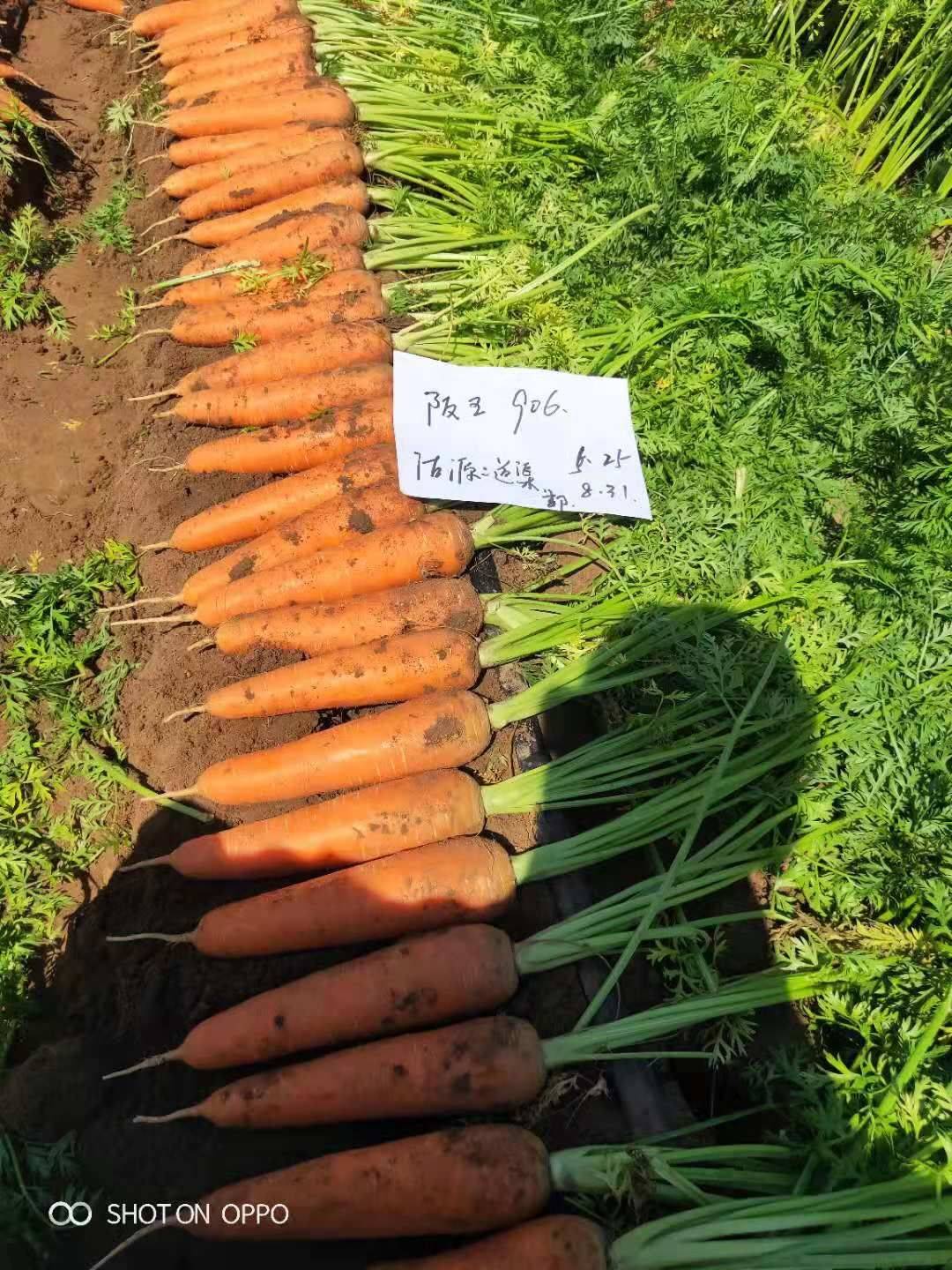 日本改良三红五寸、七寸胡萝卜种子批发