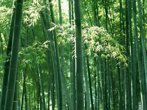 供应竹子/优质竹子/竹子生产商/竹子奥景园林