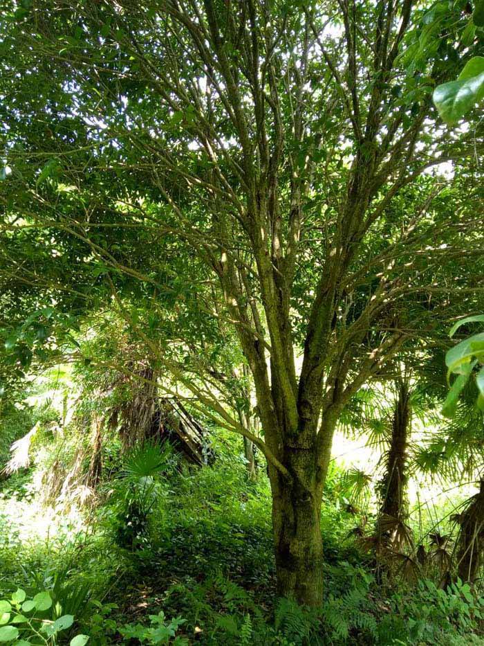 成都丛生桂花球种植基地、批发、大量供应、价格【郫都区志鸿园艺场】图片