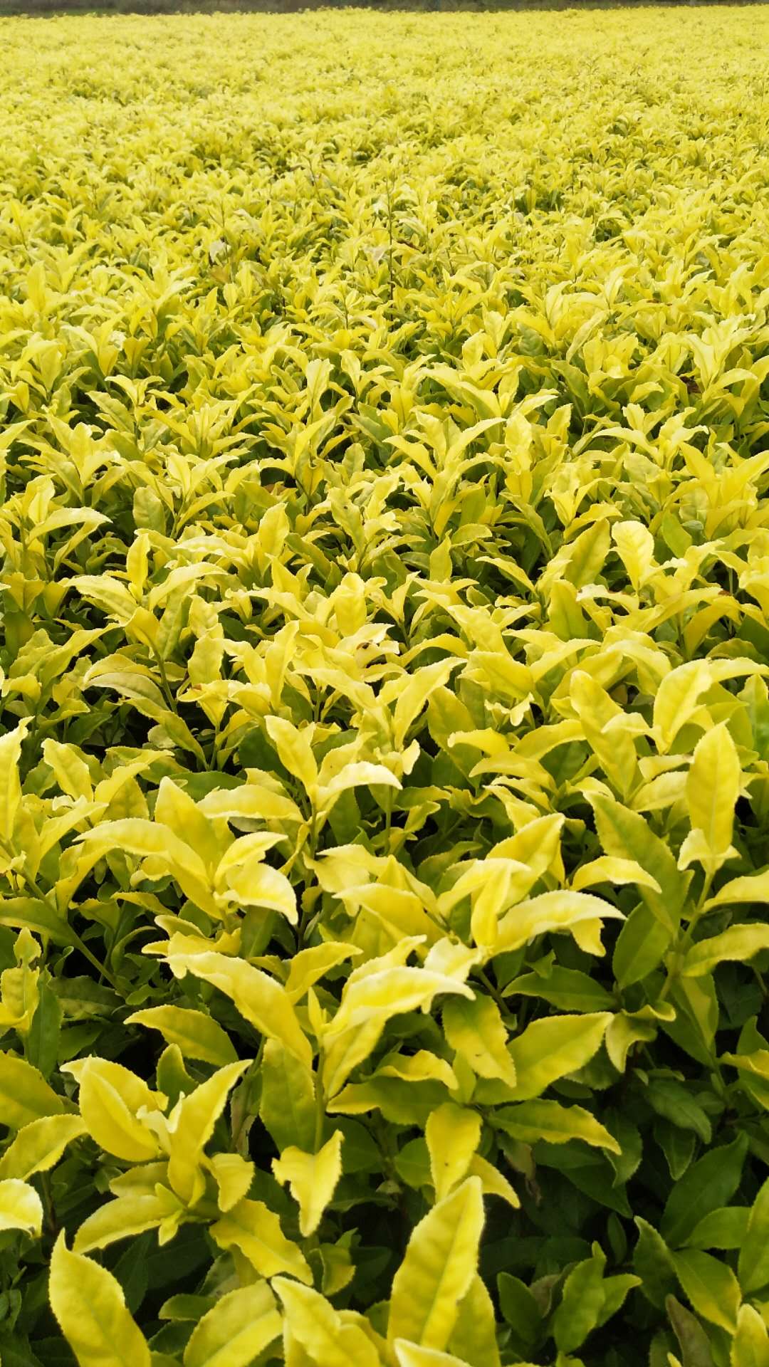 黄金芽茶苗种植基地、批发、价格、大量供应【福安市农丰种植合作社】