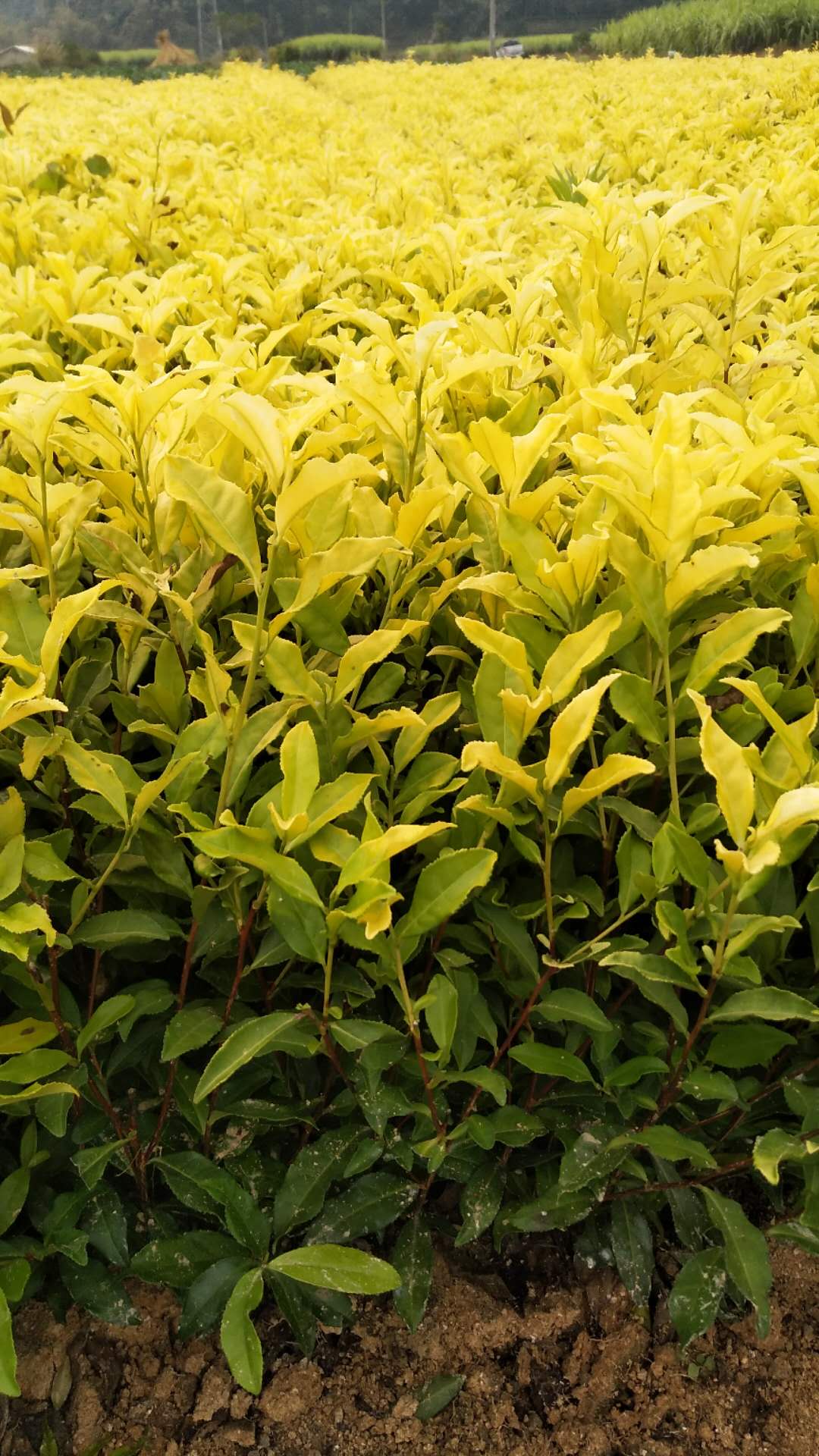 安微黄金芽茶苗种植基地、批发、价格、大量供应【福安市农丰种植合作社】