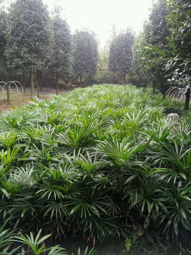 成都细叶棕竹种植基地、批发、大量供应、价格【郫都区志鸿园艺场】