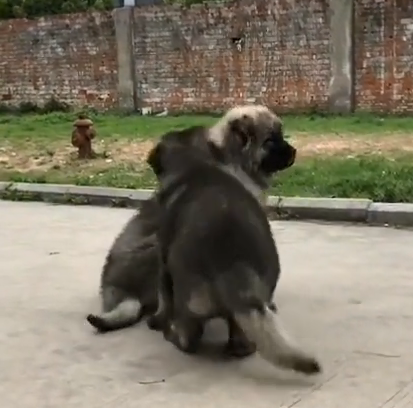 高加索 高加索幼犬 纯种大型护卫犬高加索犬