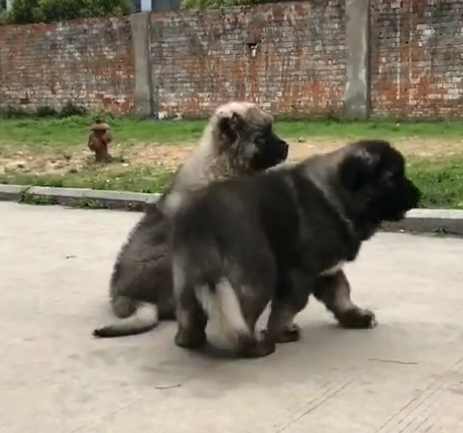 高加索 高加索幼犬 纯种大型护卫犬高加索犬