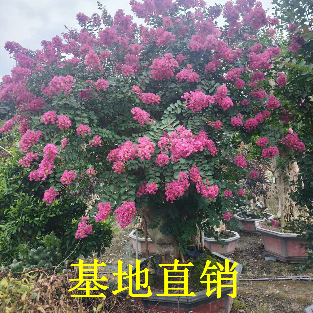 漳州市造型紫薇厂家造型紫薇树批发基地、漳州造型紫薇种植