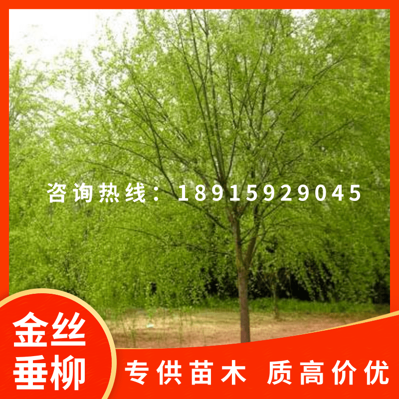 江苏南京市垂柳树直供产地批发价格